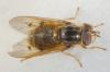 Ferdinandea ruficornis